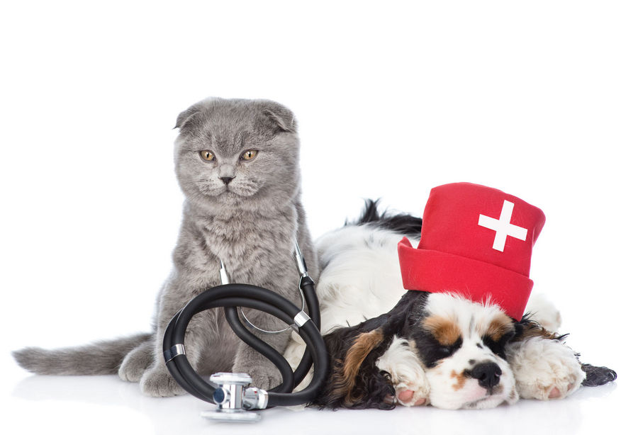養貓人數激增，除獸醫商機是否還有其他醫療行銷方向？