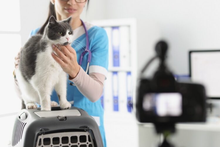 獸醫院用趣味寵物短影片刺激流量，是否為正確作法？