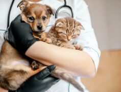 動物醫院治療對象與行銷對象不同，如何讓獸醫行銷更加精準？
