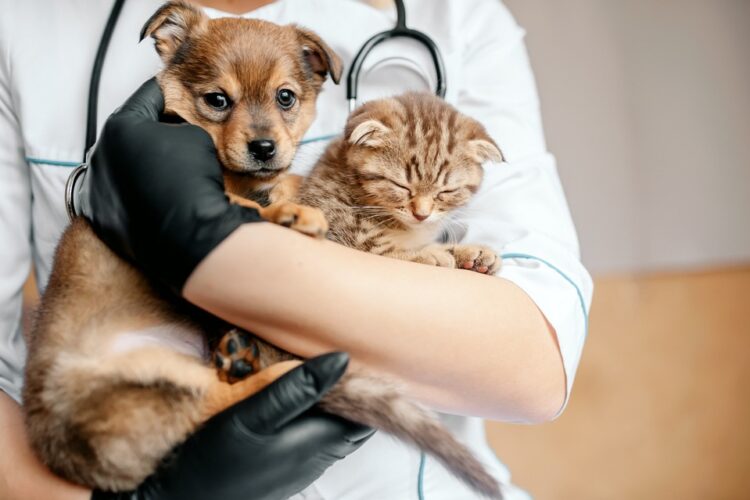 動物醫院治療對象與行銷對象不同，如何讓獸醫行銷更加精準？